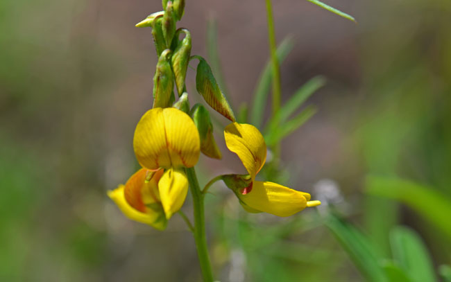 Low Rattlebox has yellow or orange-yellow flowers with small red lines as shown above; the fruit is a pod. Crotalaria pumila, Southwest Desert Flora